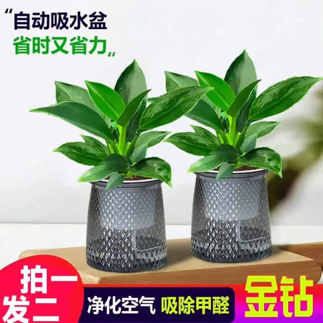 【买一送一】金钻盆栽室内净化空气美观桌面绿植办公室家居低级常青
