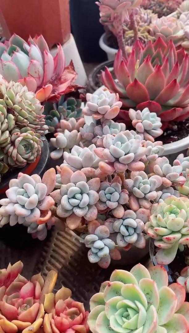 【闪购商品】11167