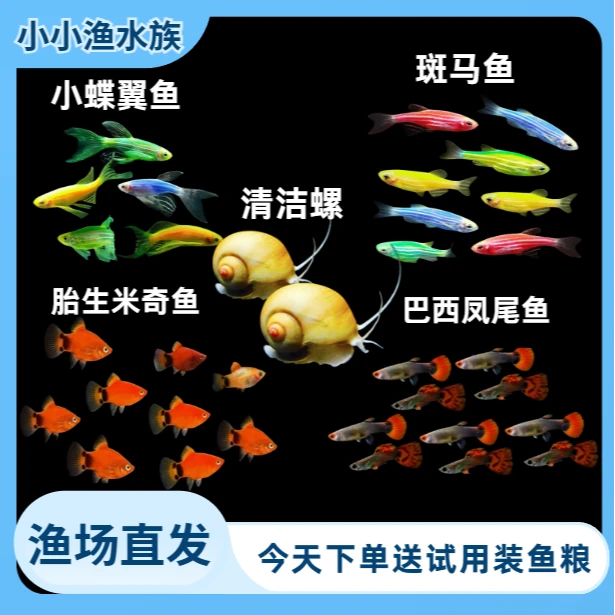 【新手套餐】斑马孔雀米奇蝶翼混养热带淡水小型观赏鱼好养清洁螺
