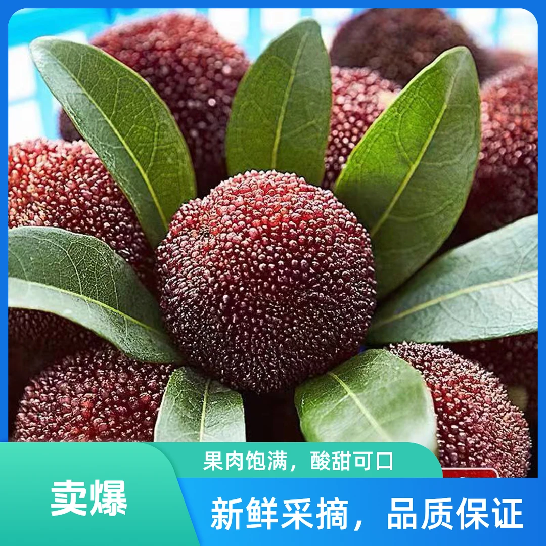【精品中果】顺丰冷链空运/精品仙居荸荠黑炭杨梅礼盒装/单果7-10g/共135颗 8分甜1分酸1分果香味 浙江省