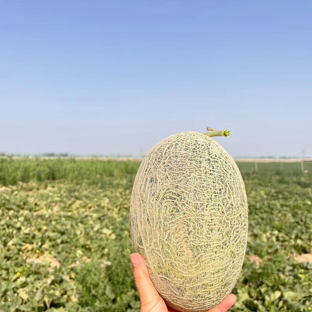 麦盖提县农家自产刀郎土瓜原产地发货