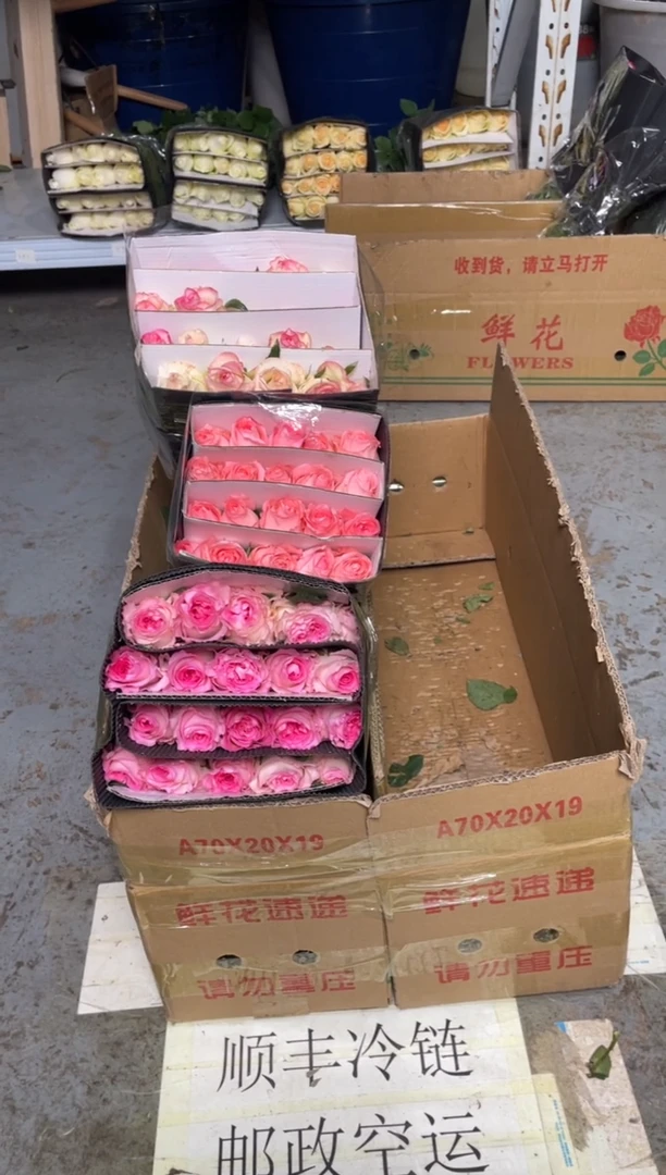 艾沙20枝+洛神20枝+戴安娜20枝