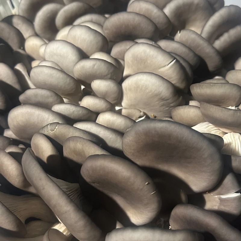 鲜蘑菇 约500g/份