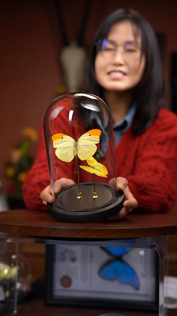 金顶+黄纹菲粉蝶 两只蝴蝶玻璃罩组合