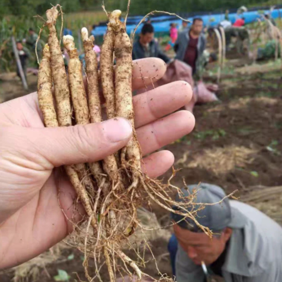 长白山特产 鲜人参 泡水煲汤泡酒（送人参种子一包）