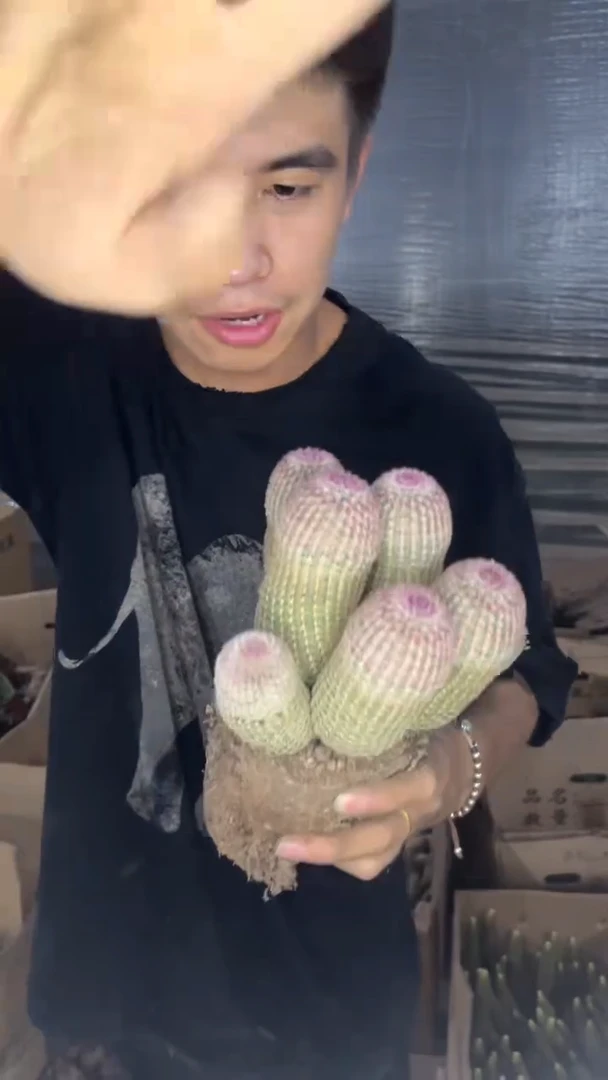 5-7头 红太阳【带根】