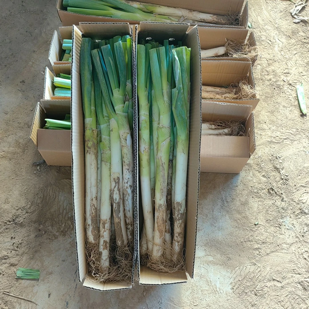 【新鲜现拔】正宗山东大葱铁杆毛葱现拔现发长白带泥半叶农家蔬菜