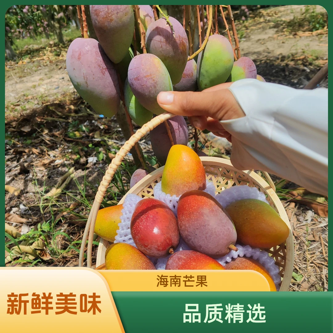 海南三亚贵妃芒5斤当季水果整箱包邮三亚热带树上熟红金龙芒果新