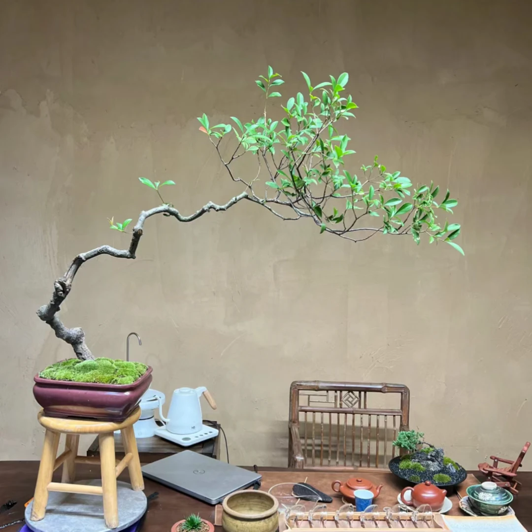 网红栀子花春花茶台七飘室内室外空间装饰书房造景