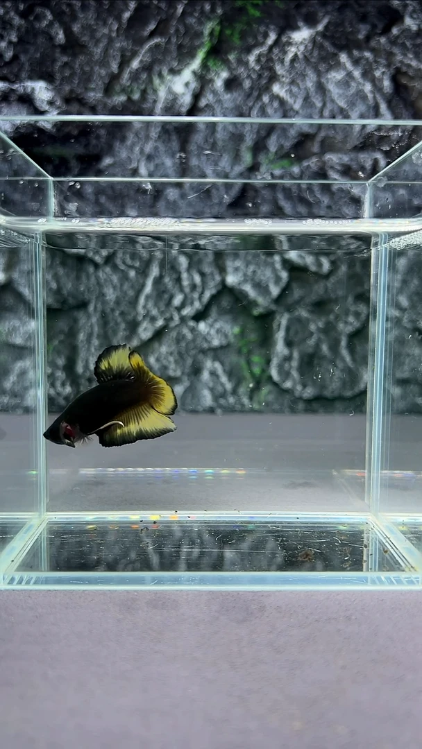 斗鱼竞拍链接A001