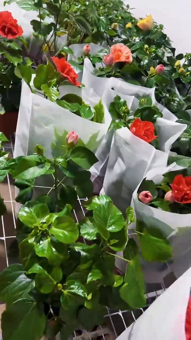 完全开放两单包邮，多色非嫁接木槿