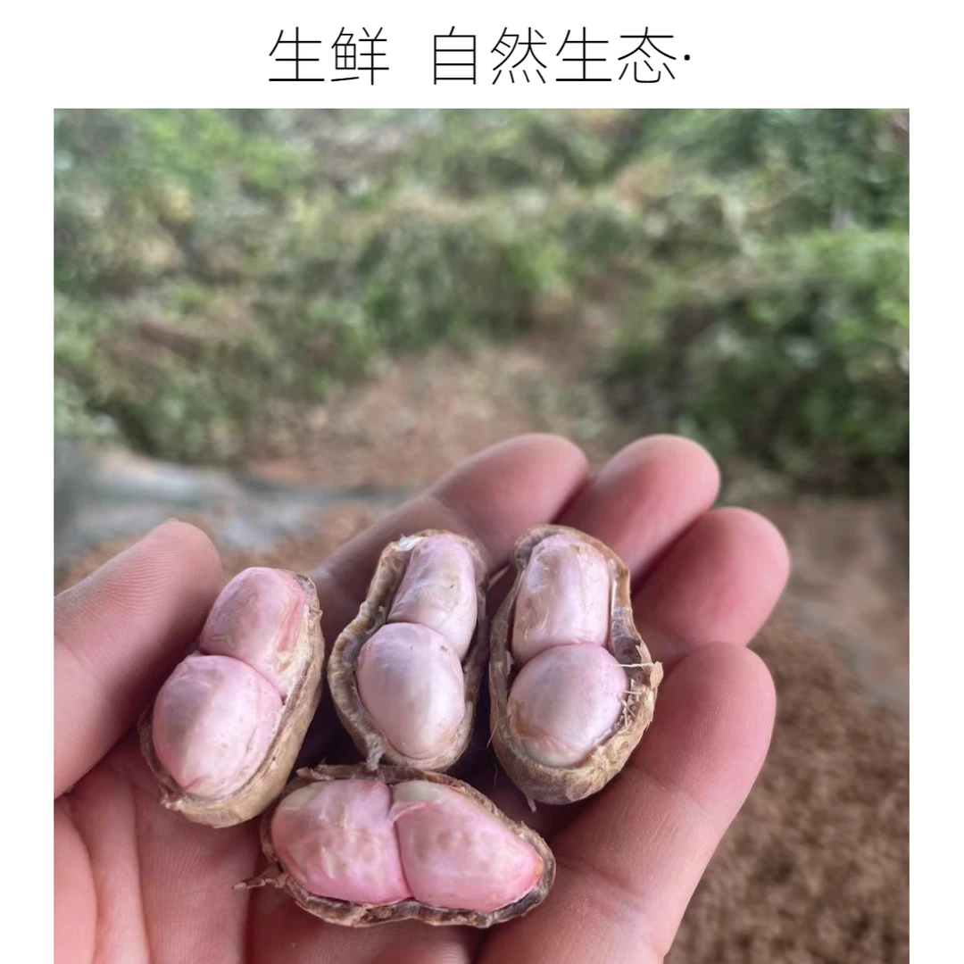 2025年营养/超低价新鲜干花生大悟地理标志农产高品质花生