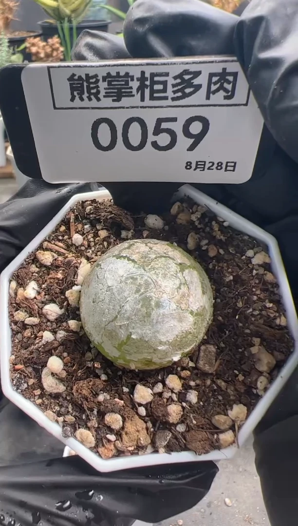 C****C0828-059-灯泡带盆土