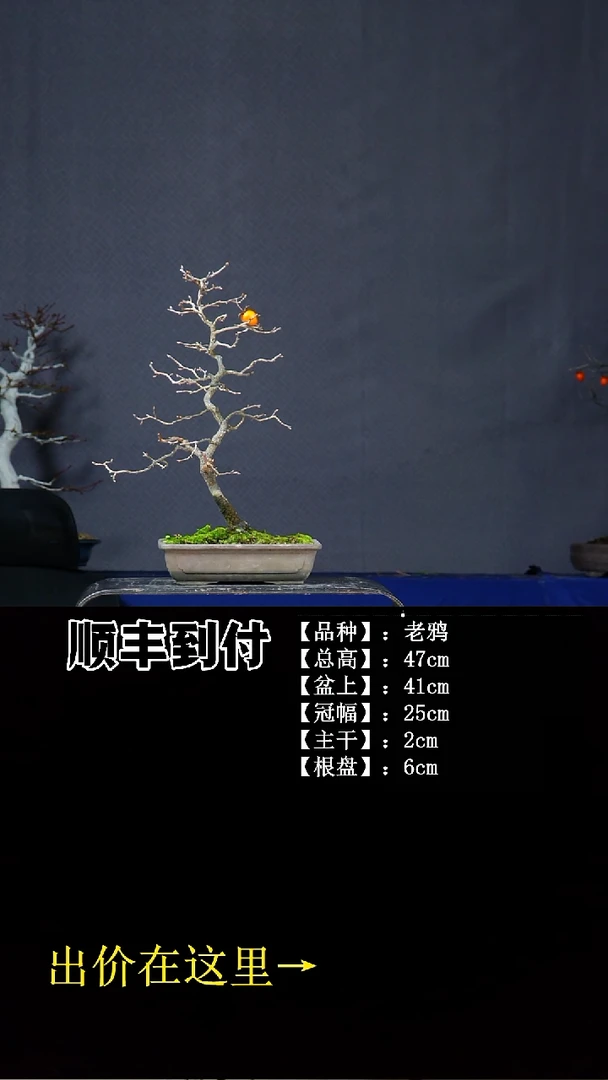 无花朵老鸦柿 不包邮