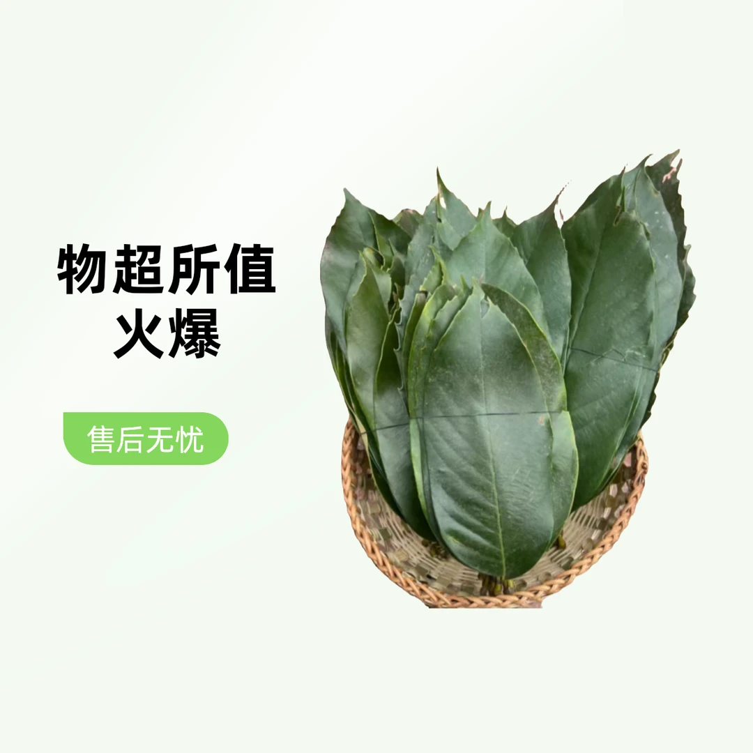 纯天然包粑粑叶子猴板栗大宽叶三月粑叶子粑粑现摘新鲜绿叶儿粑粑