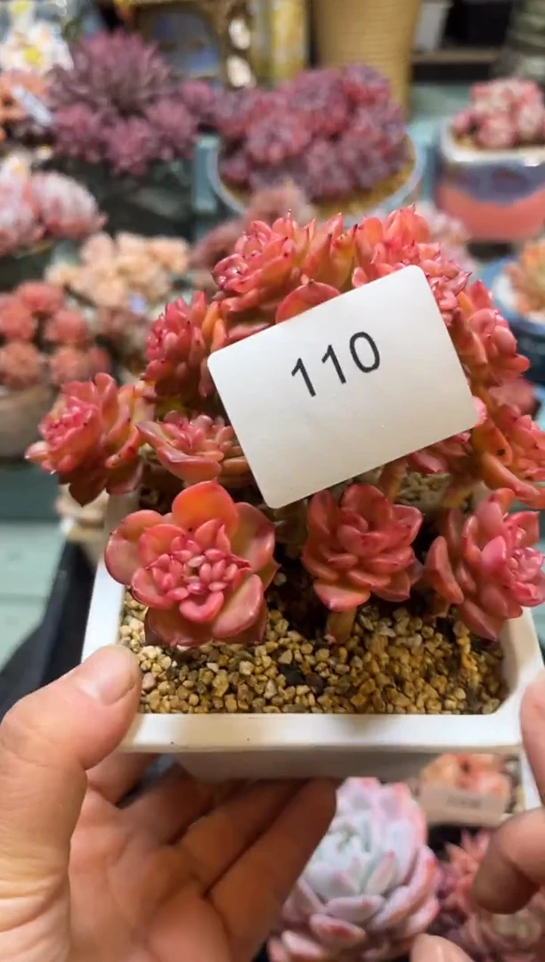 110群生蜡牡丹多肉