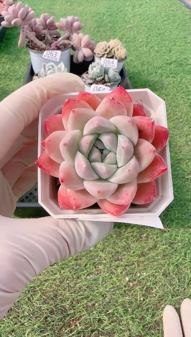 【闪购商品】梦会多肉一物一拍