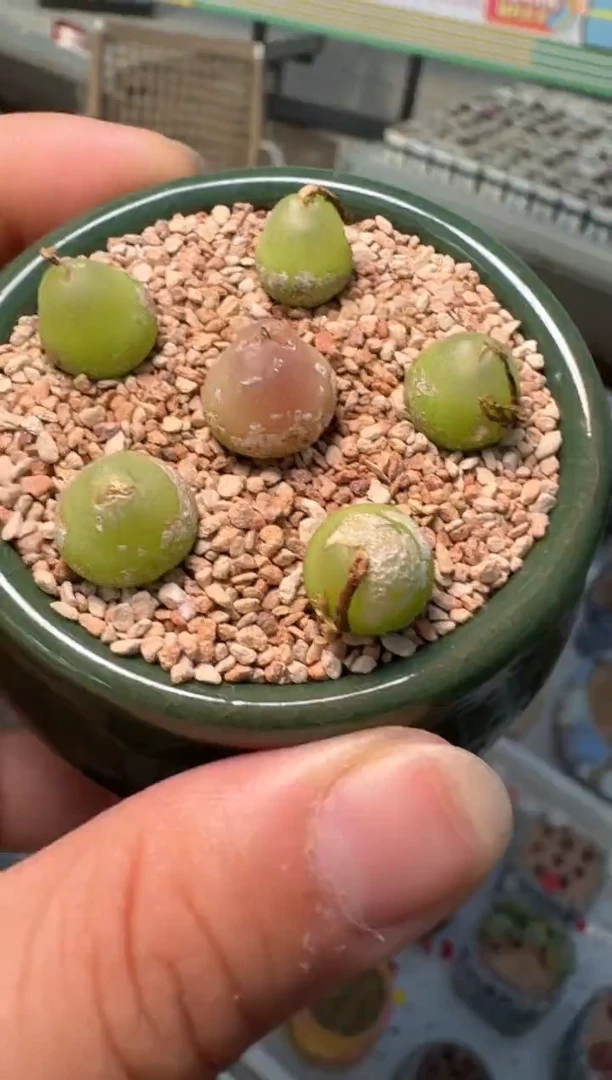 227多肉植物大葫芦一颗
