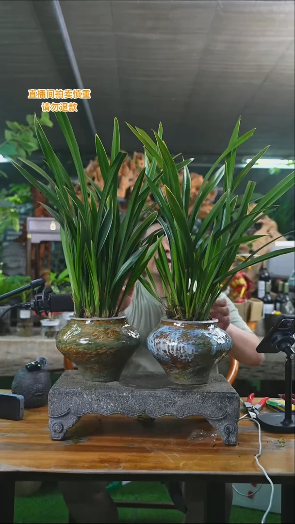 完全开放墨兰585T