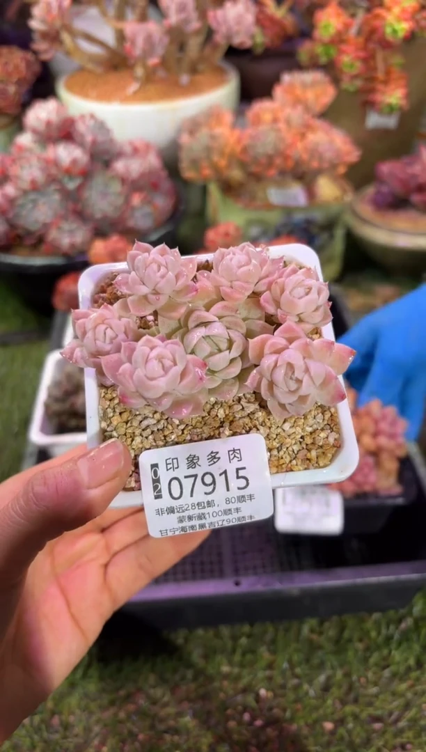 【闪购商品】07915