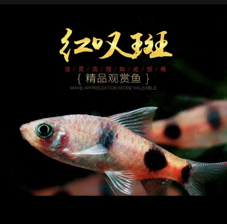 【老吴精选好物】叹斑道金斯鲃