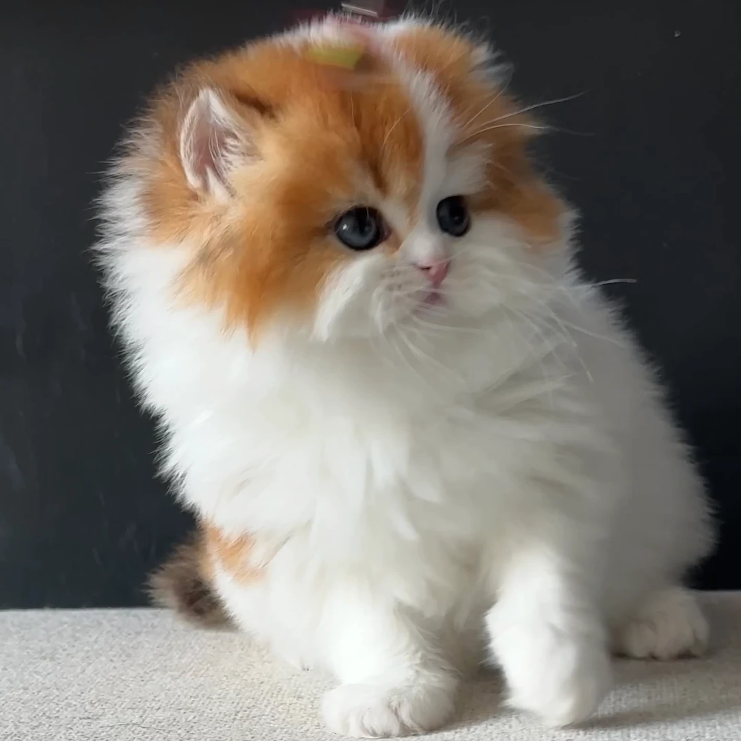 金渐层加白双白斑基因，繁育首选。