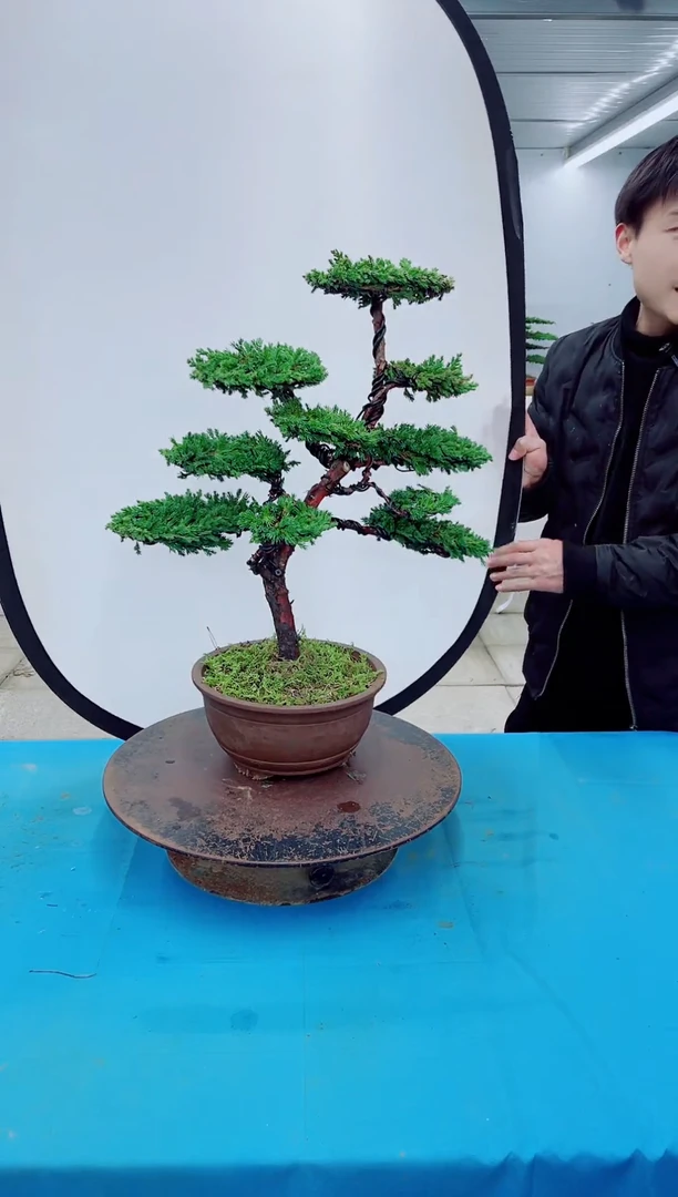 无花朵000000000000000