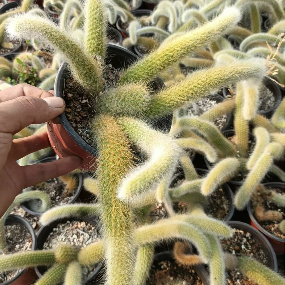 九尾狐多肉植物多头比较长4棵