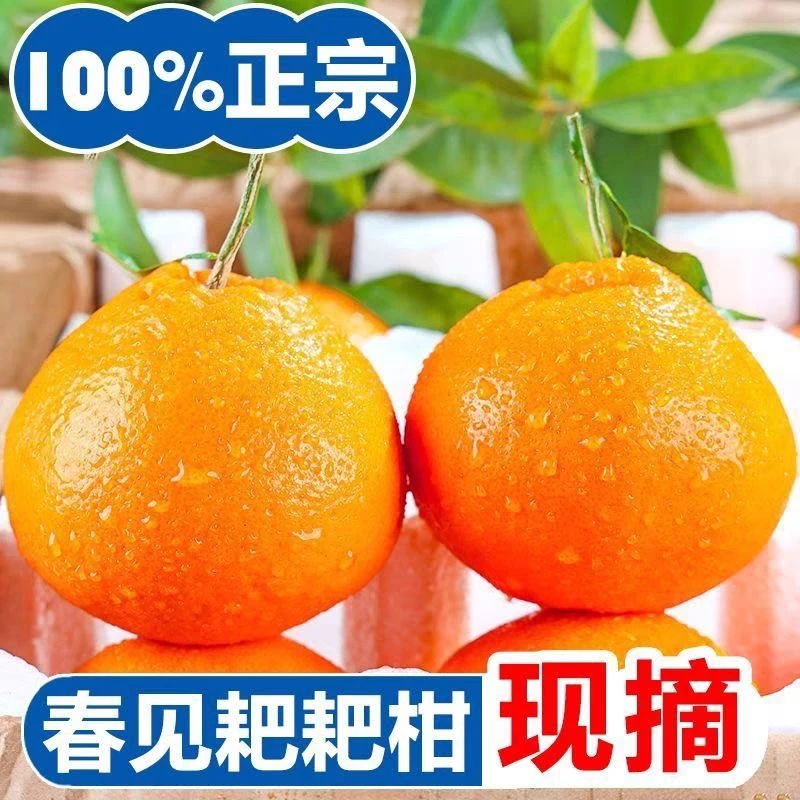 正宗四川春见耙耙柑新鲜多汁香甜应季水果果园直发非丑橘不知火