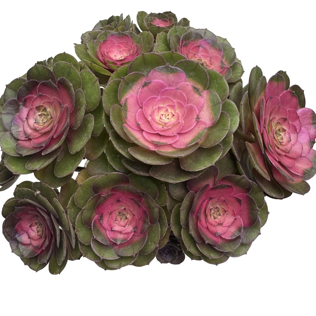 糖心牡丹法师锦 像花一样好看 耐旱好养的 多肉植物
