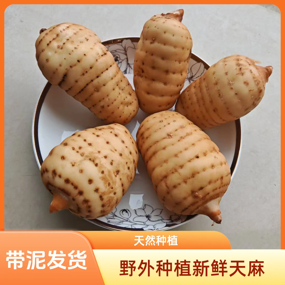 原自云南昭通小草坝高山种植新鲜乌天麻新鲜采挖带土发货坏果包赔