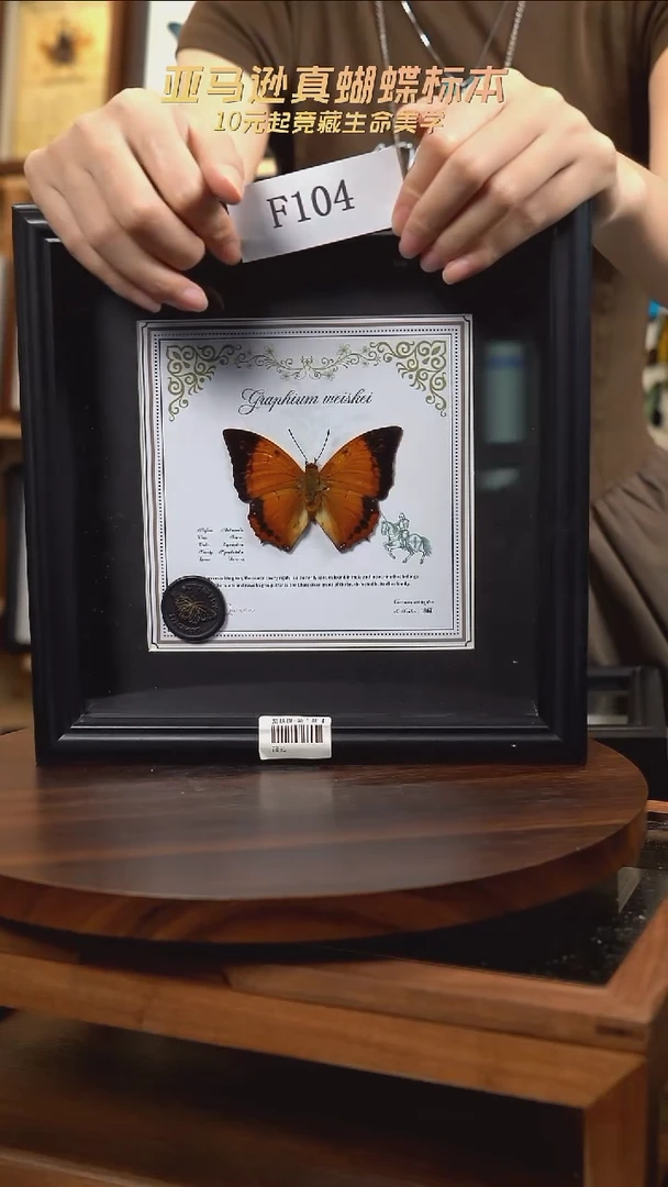 似**懂蝴蝶标本摆件一口价F104