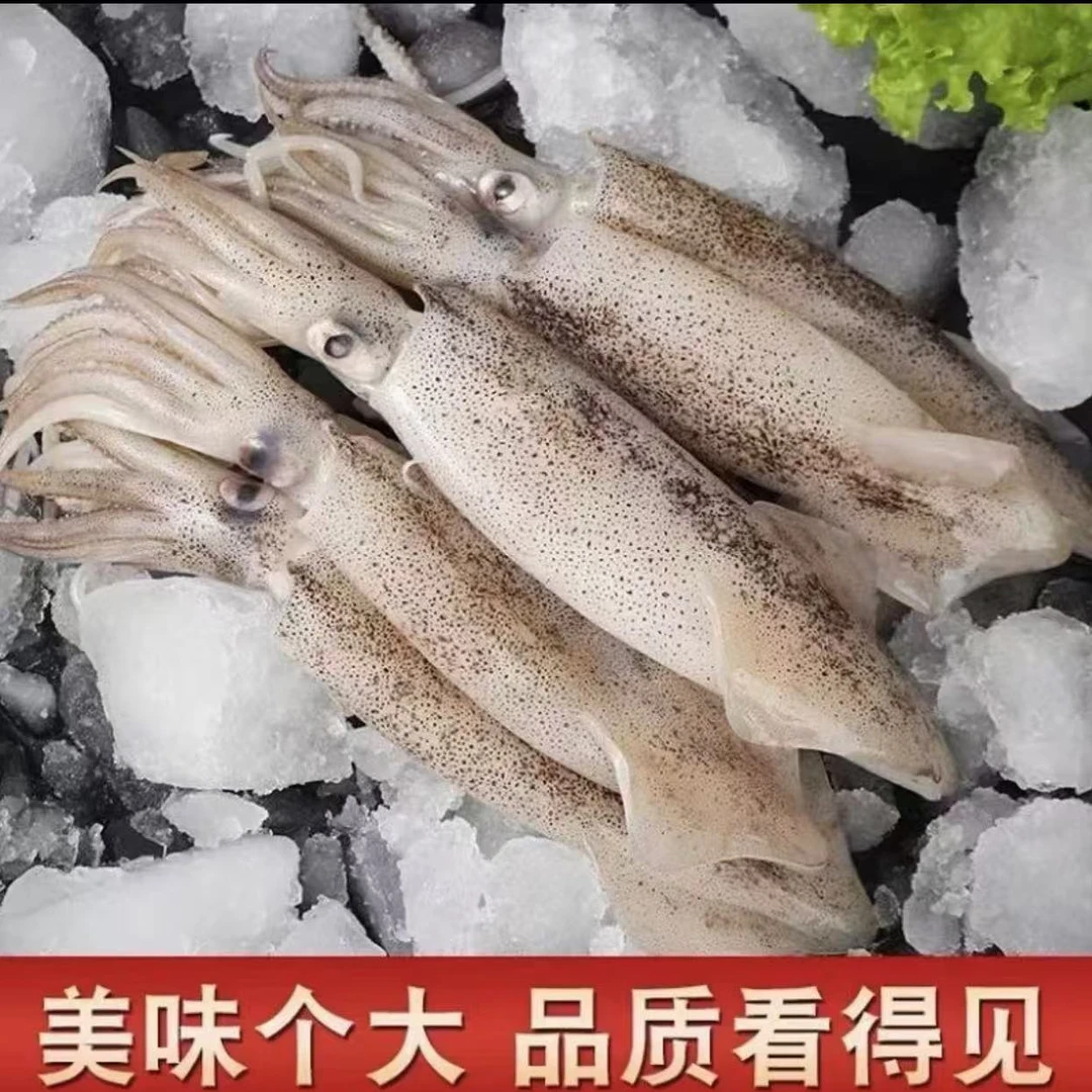 连云港发货 大海兔新鲜美味无添加不泡药500g/包 *4包8-10条/包