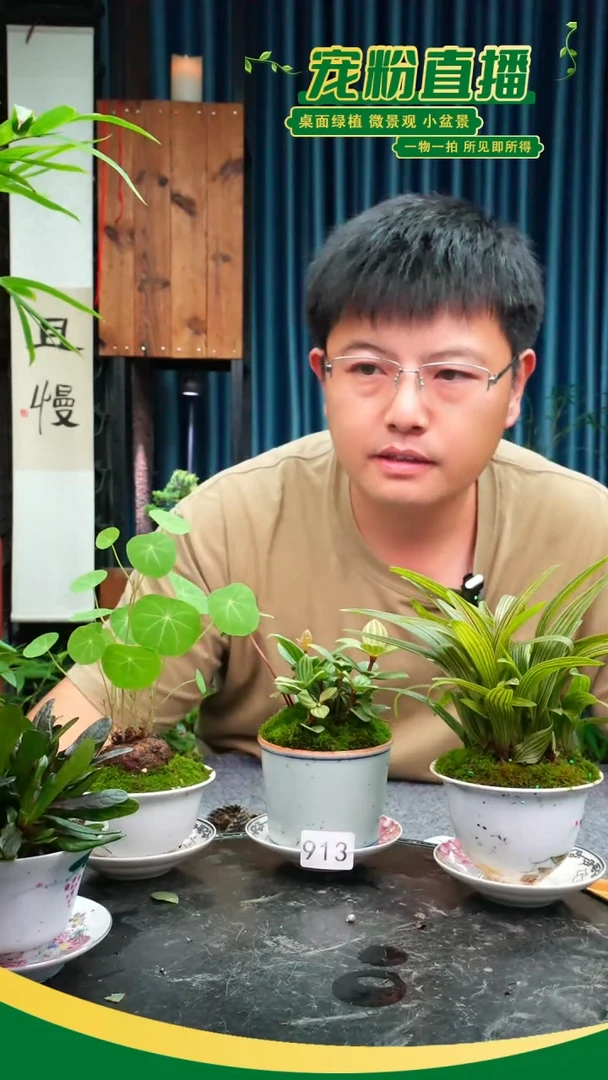 无花朵悠*云苔藓微景观913号