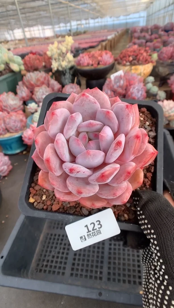123星橙一物一拍多肉植物