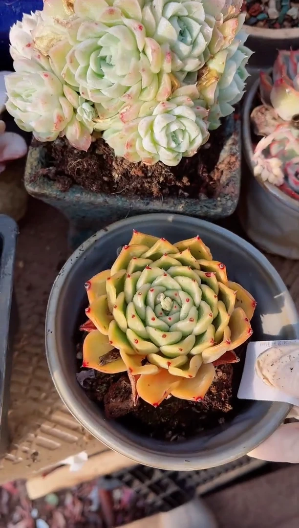 【闪购商品】14123