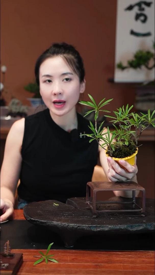 无花朵栀子花盆景盆景