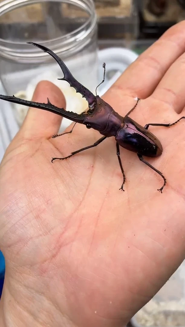 金**晨2号美他成虫公一只