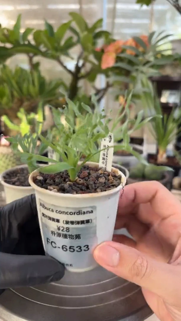 B*w宽叶弹簧草FC-6533