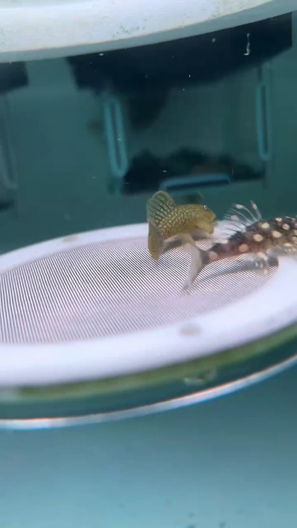 清道夫鱼3-014 瑕疵达摩 和瑕疵雪球各1条 尺寸3-3.5厘米