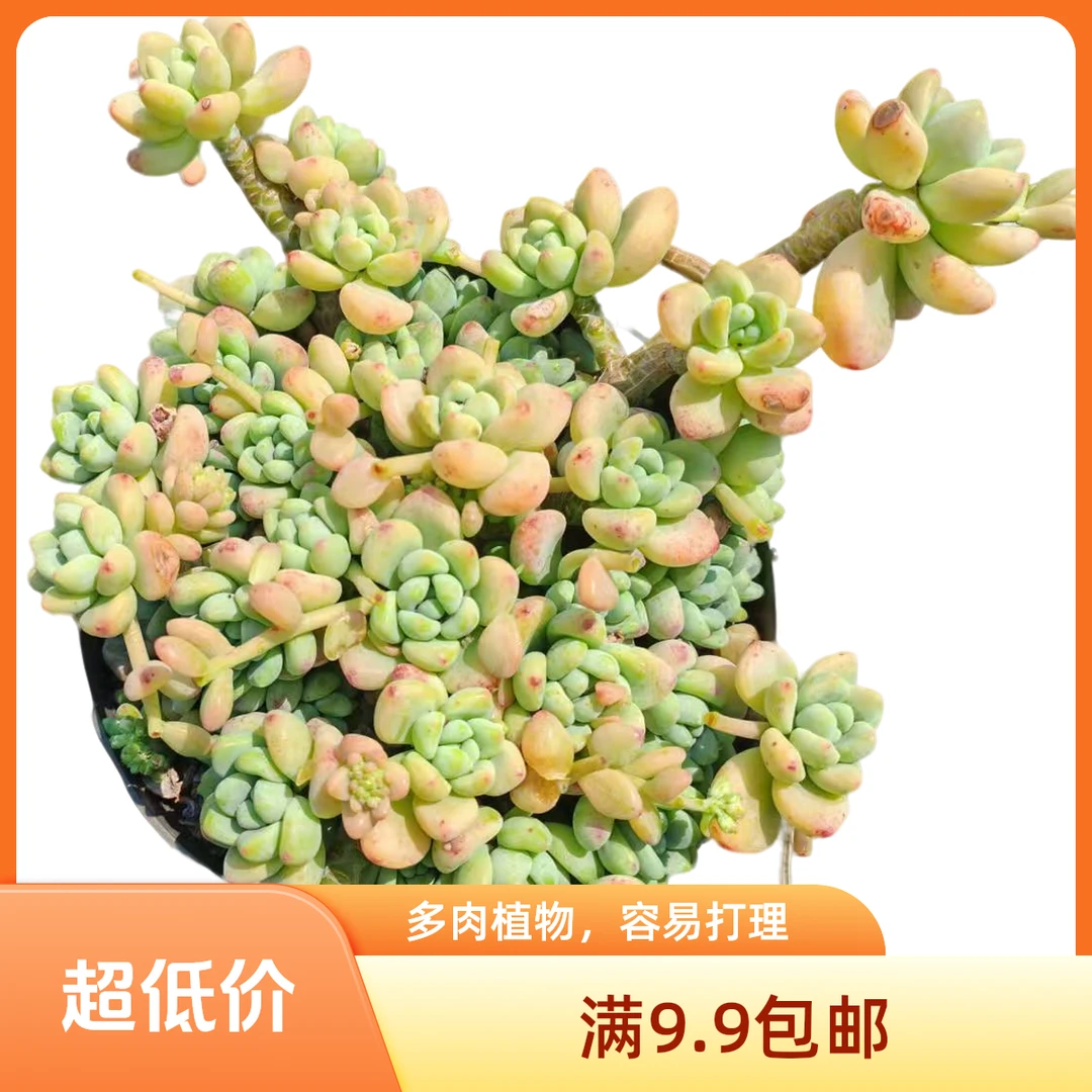 香香劳尔多肉植物 满9.9包邮 （以直播间展示为准）