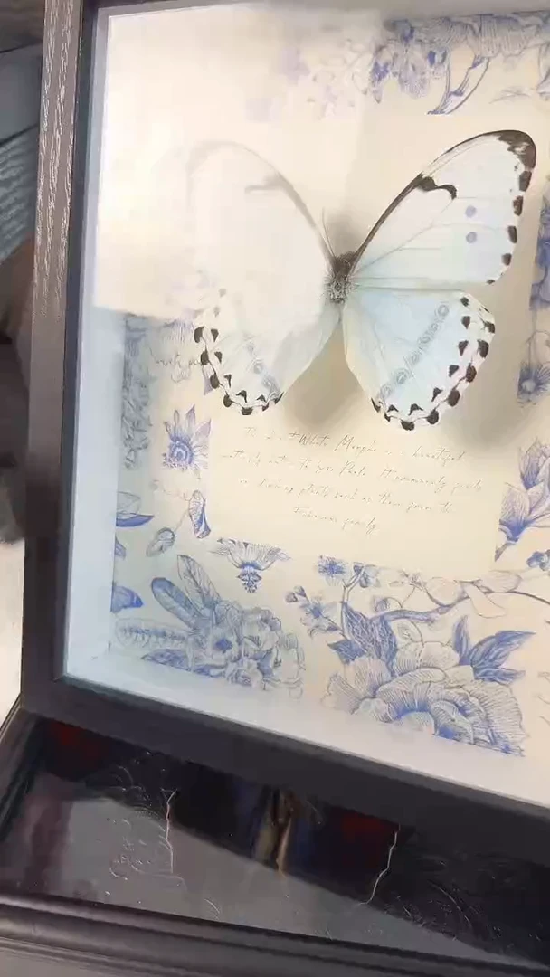 双十一收藏天然蝴蝶标本