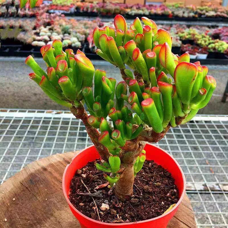 精品老桩多肉吸财树 新手好养