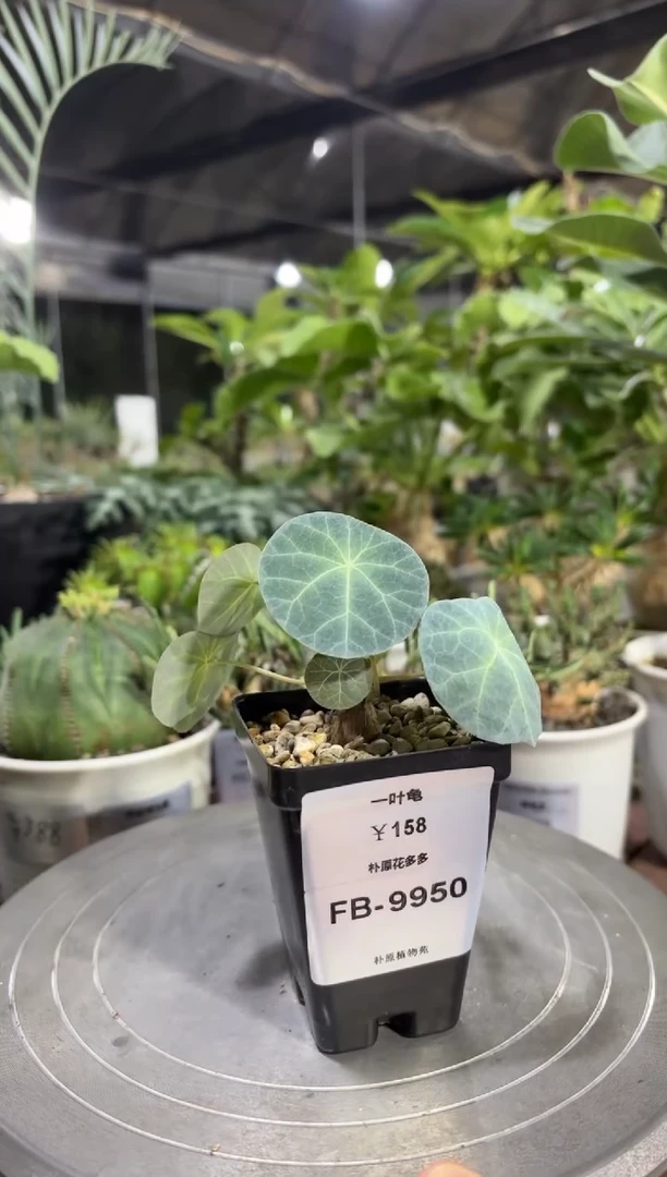 一叶龟FB-9950