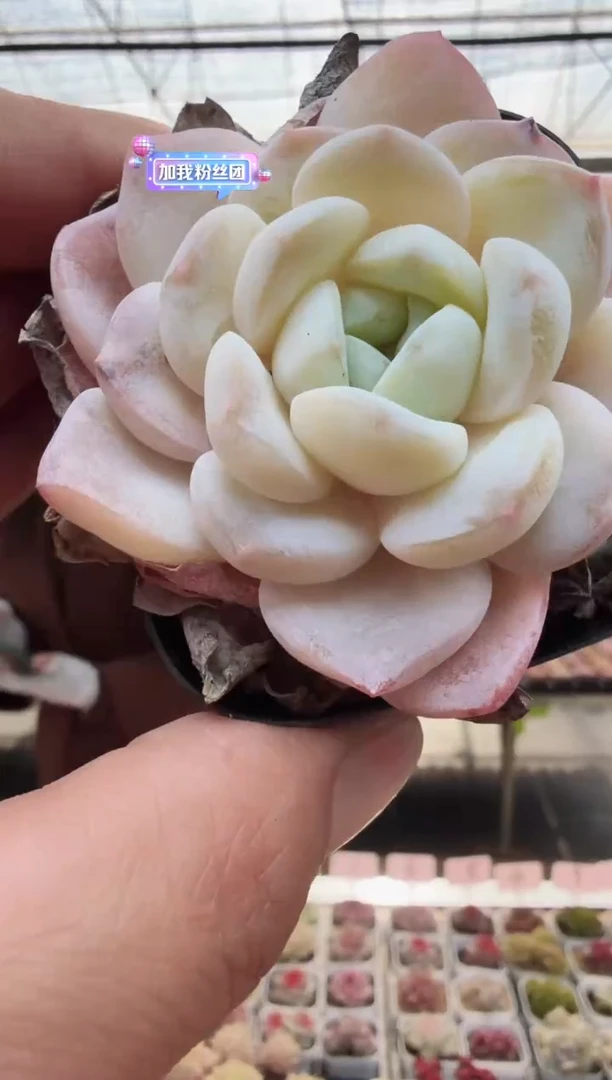 东云多肉园新款-19