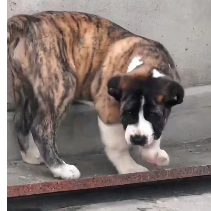 【柘城千里中亚（猛犬基地）】精品中亚牧羊犬活体狗狗