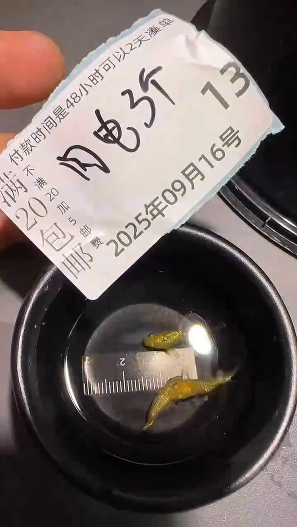 青鳉鱼观背青鳉观背青鳉13
