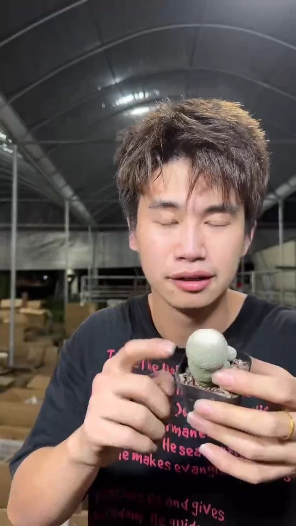 2颗 小人帽【带根】