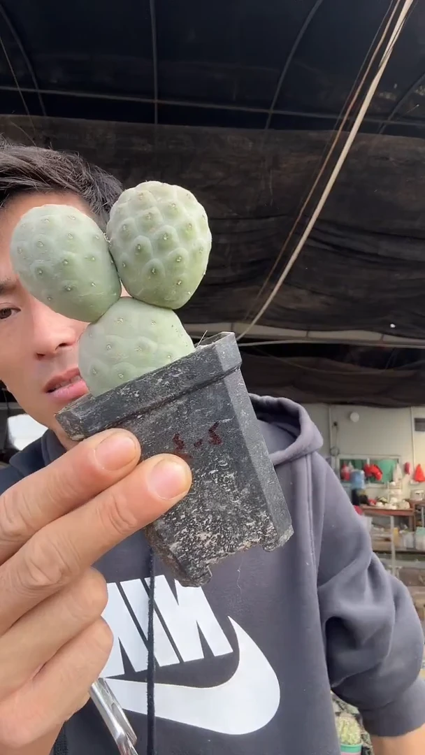 2-3号           39.99