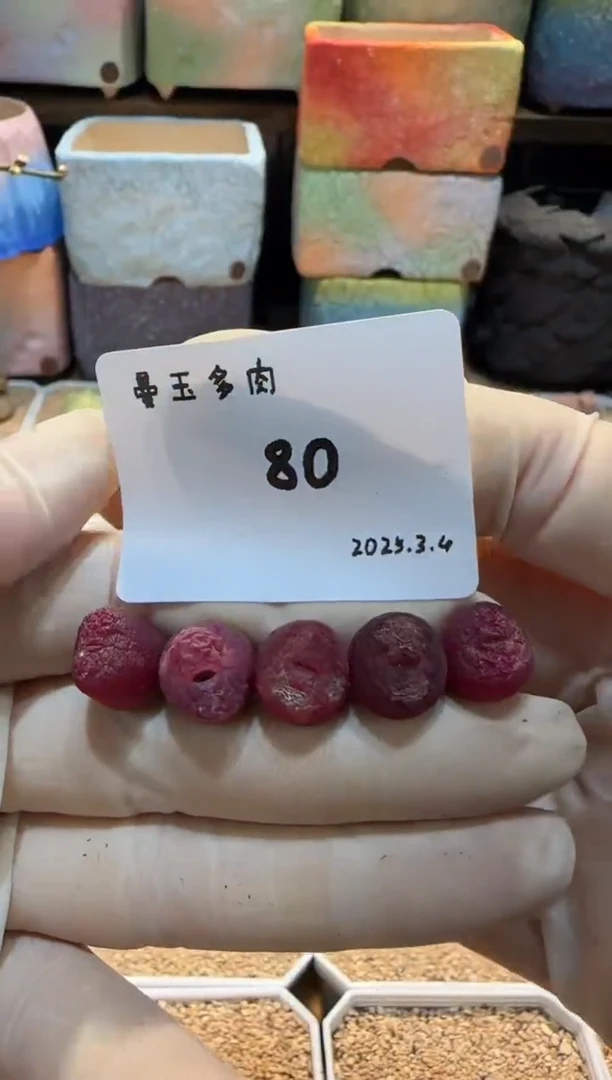 【闪购商品】25.3.4-80